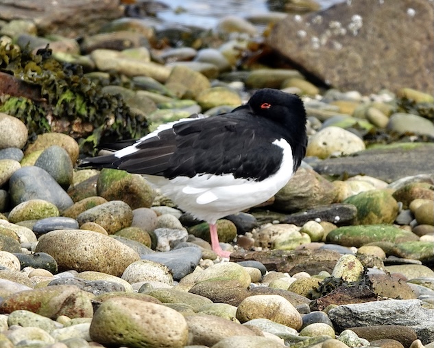 oystercatcher